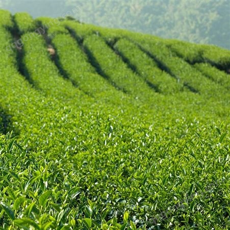 速溶绿茶粉 冲泡饮品无添加 绿茶提取物 另有茶多酚 固体饮料原料